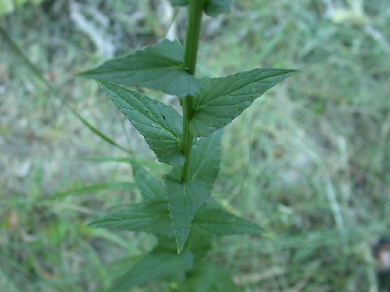 Verbascum blattaria / Verbasco polline